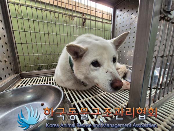 한국동물구조관리협회_411306202500003